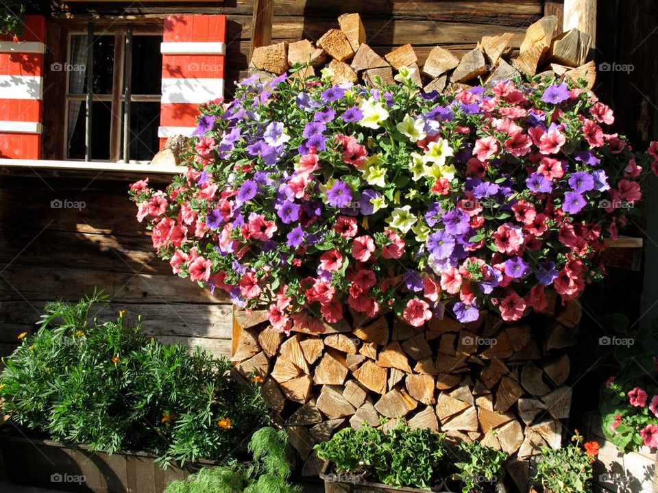 flower wood window cottage by shotmaker