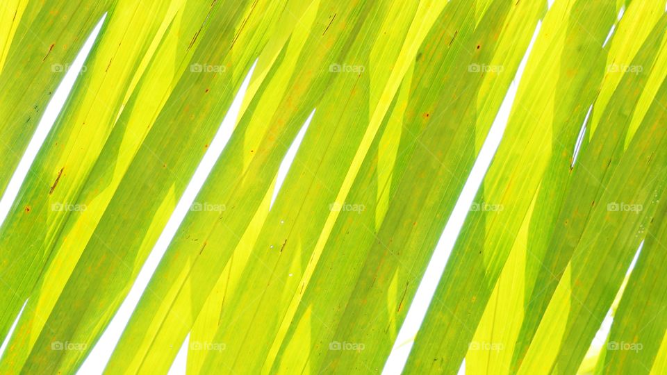 palm leaf