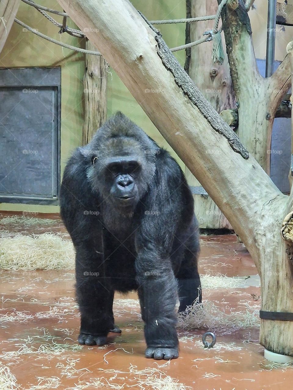 the angry gorilla is kept in captivity