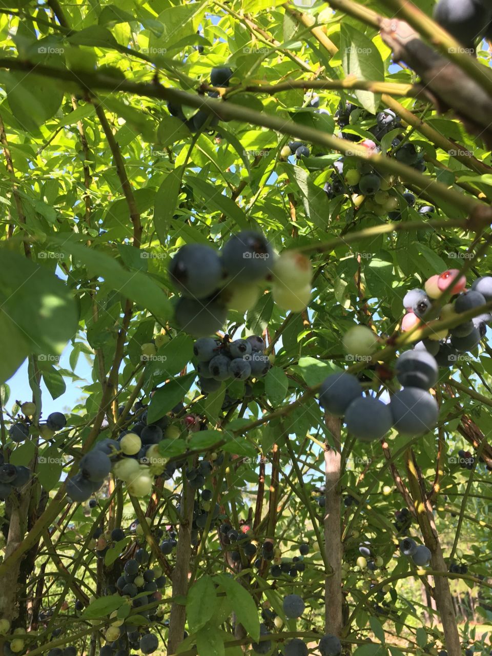 Big and plump blueberries, ready for the picking. 