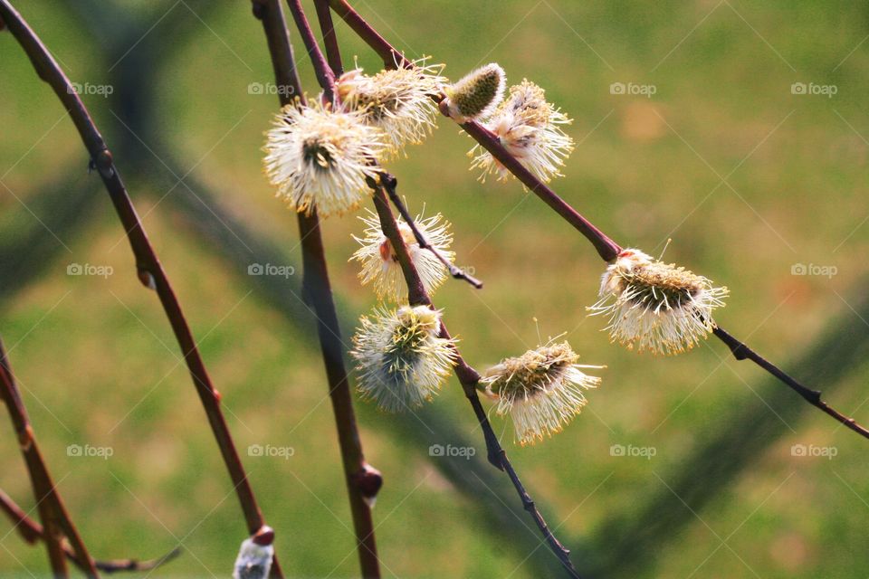 Spring is so delicate...