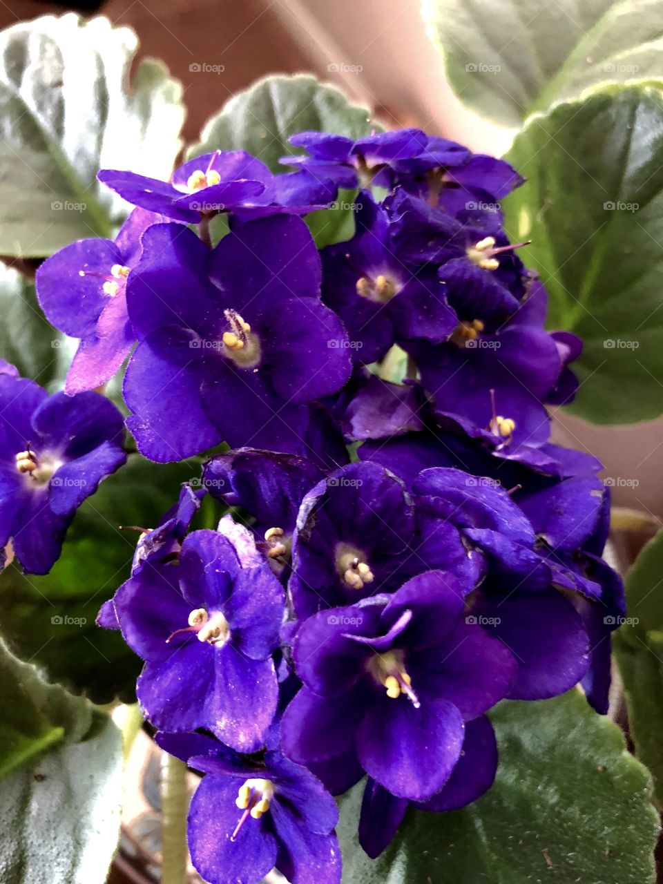 Purple African violet houseplant 