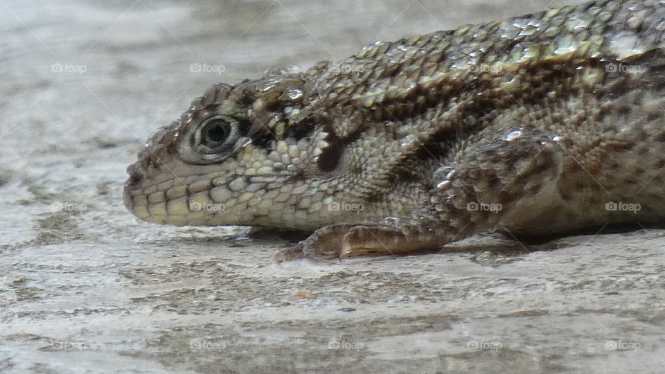 close up of curly tail lizard with raindrops