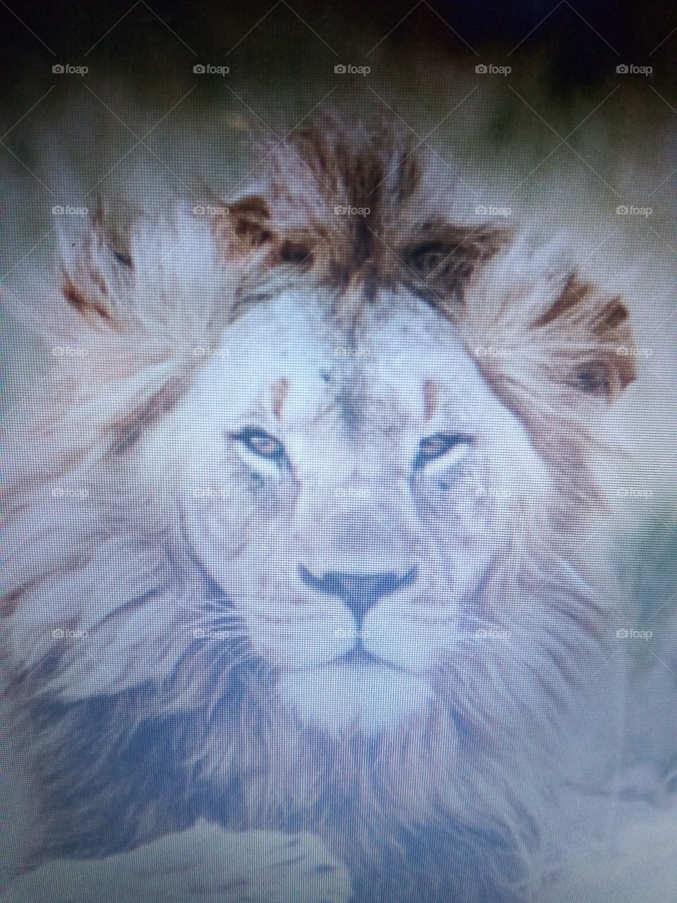 lion face
