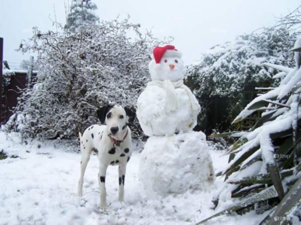 pedigree BLACK Male DALMATIAN Dog stood by his families Christmas Snowman on boxing day.  England. u.k