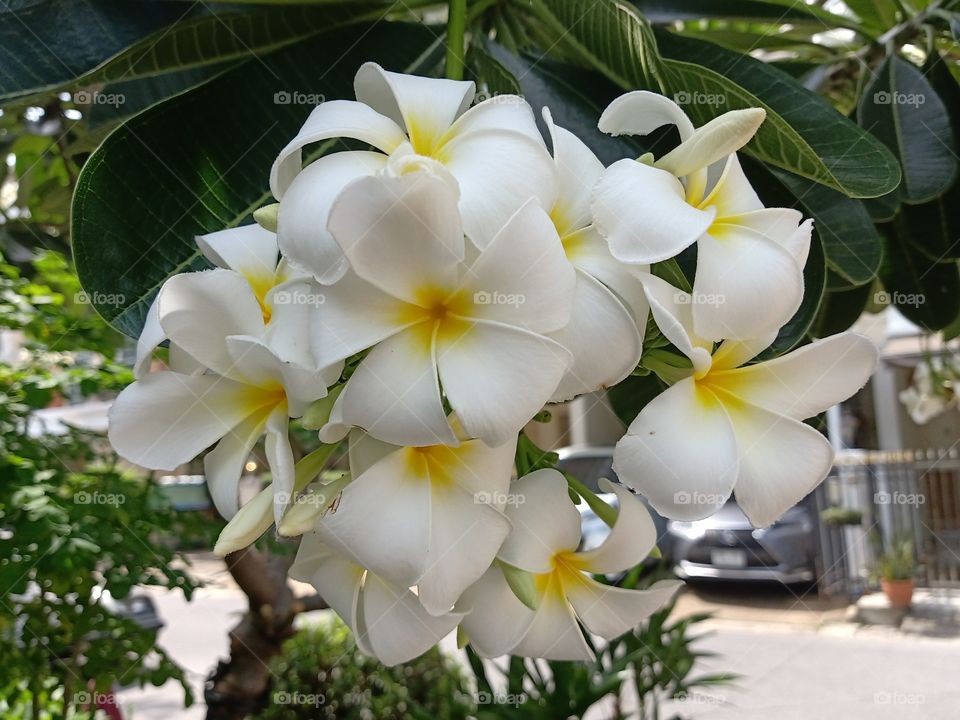 Beautiful Plumeria Flowers