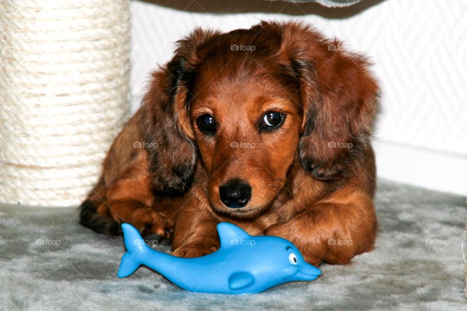 With her favoriet little blue toy