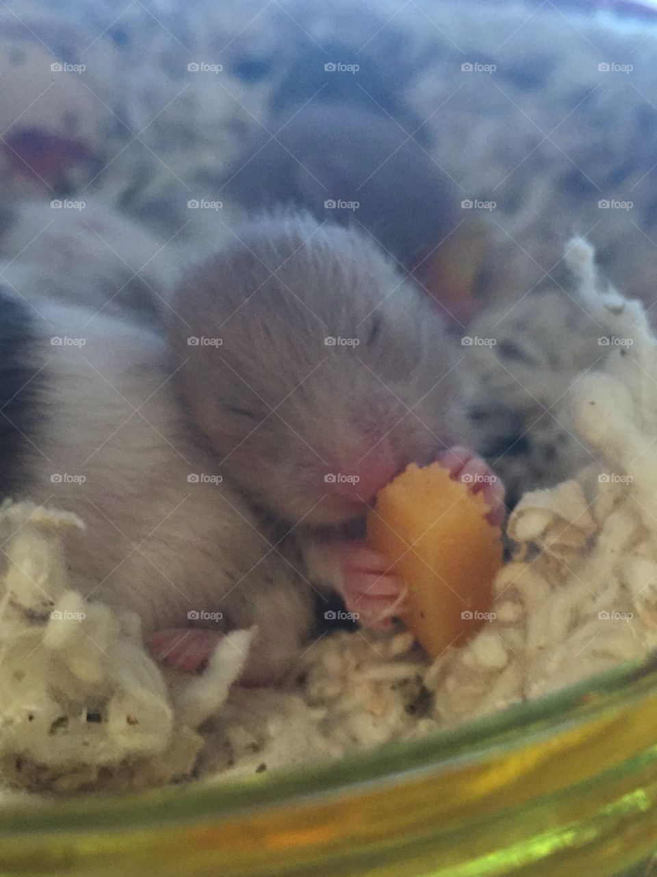 Baby hamster enjoying a block of cheese. 