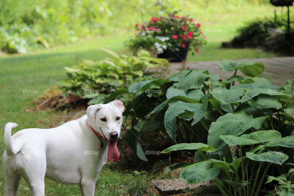 What's growing in my garden