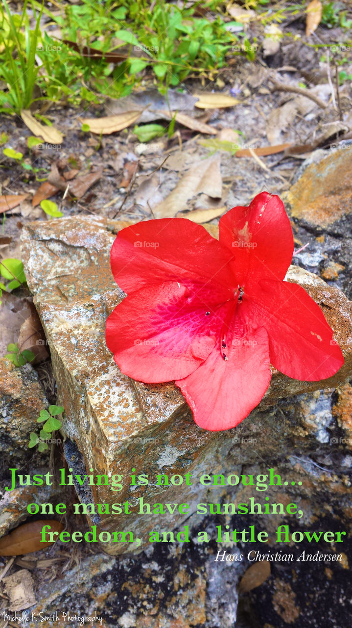 Flower on Stone with Quote 