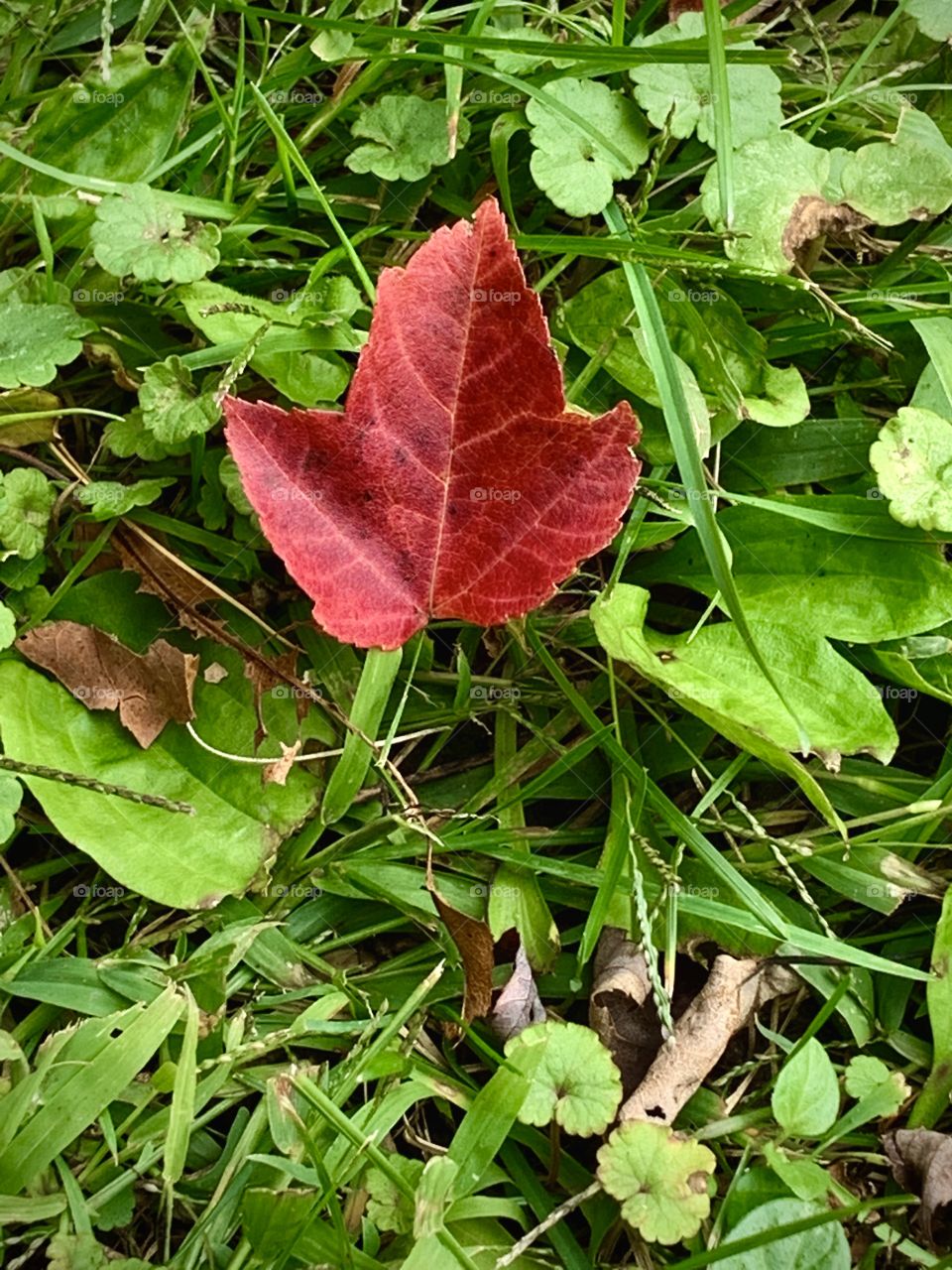 Autumn leaf on green grass 