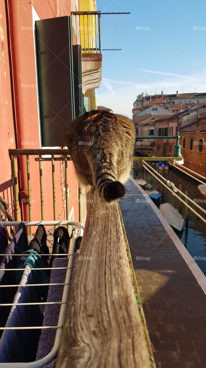 My lovely and cute cat is scratching the wood in the balcon.
In Venice, the most beautiful city for love.