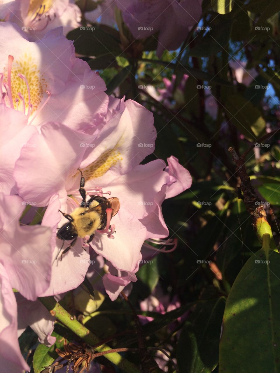 Bumble bee on pink flower in the afternoon 