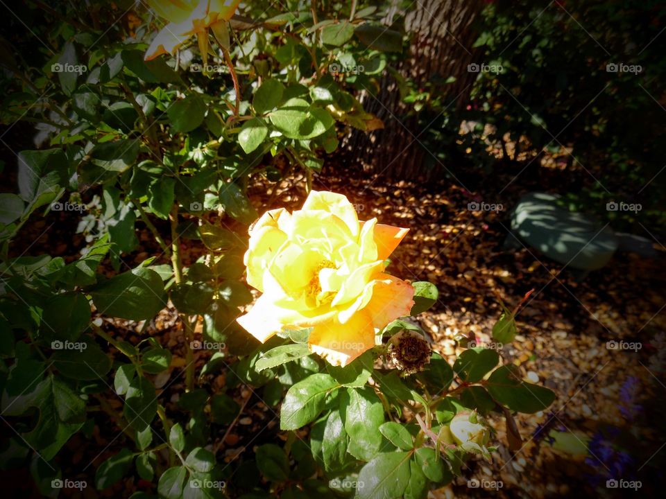 Yellow rose 🌹 of Texas 