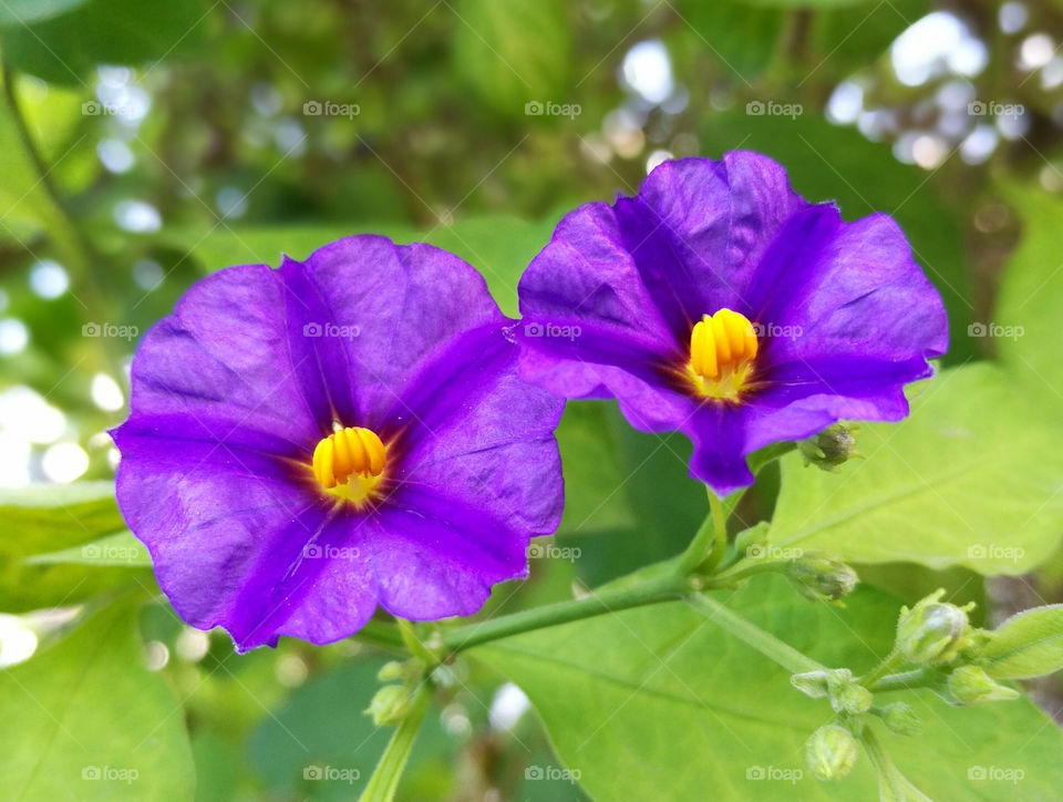 Beautiful violet flowers with natural green leaves background.