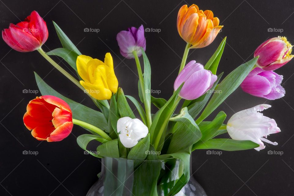 colorful tulips