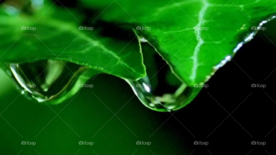 dew in the leaf