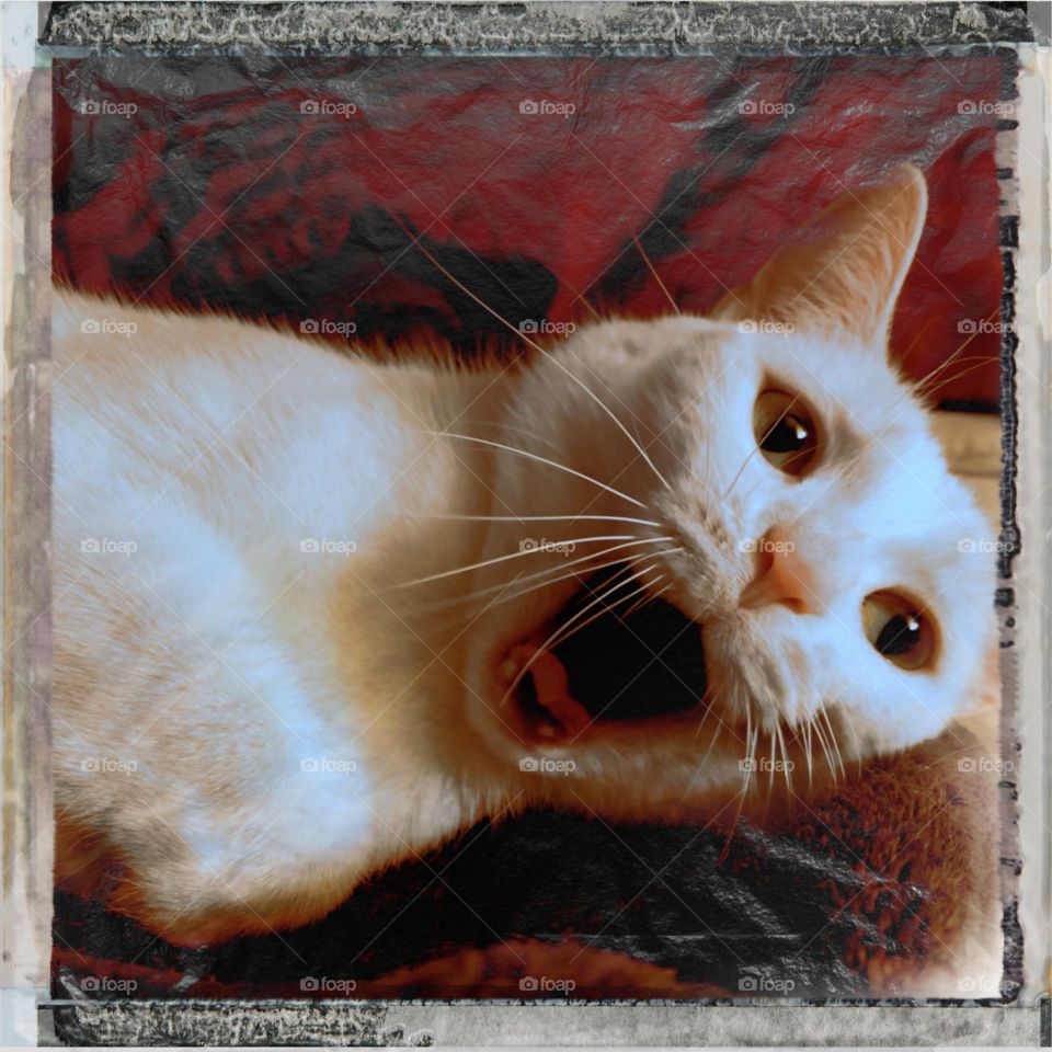 Cat yawning shot in Hipstamatic 