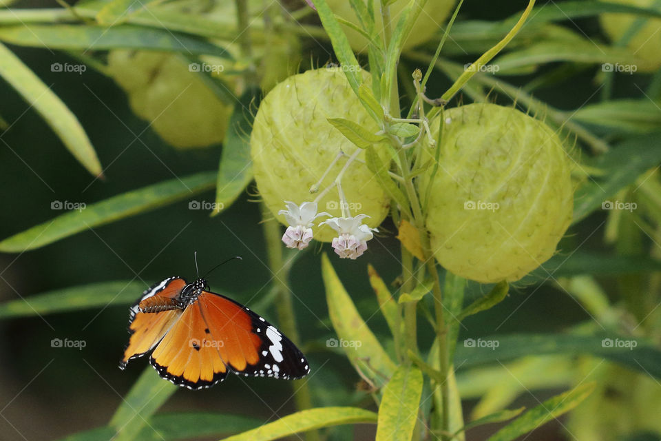 African Monarch in flight on a Milkweed flower and fruit