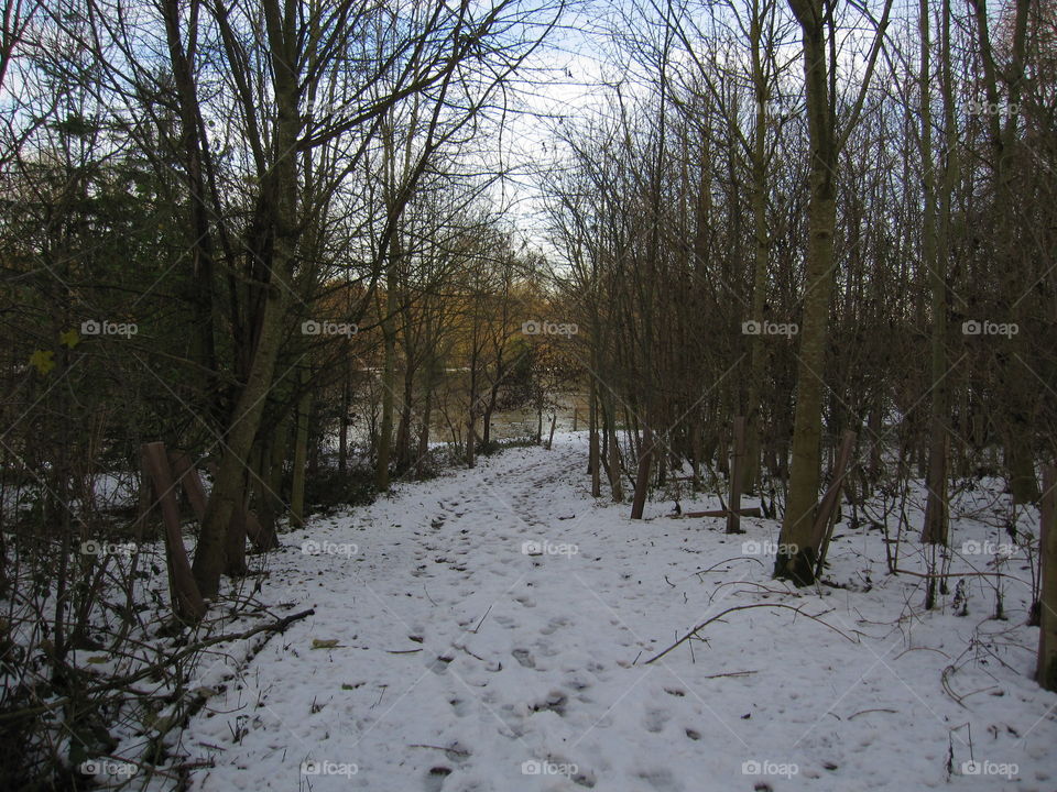 Snowy Track Between Trees