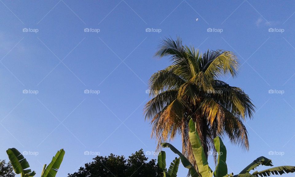 No Person, Palm, Tropical, Tree, Beach