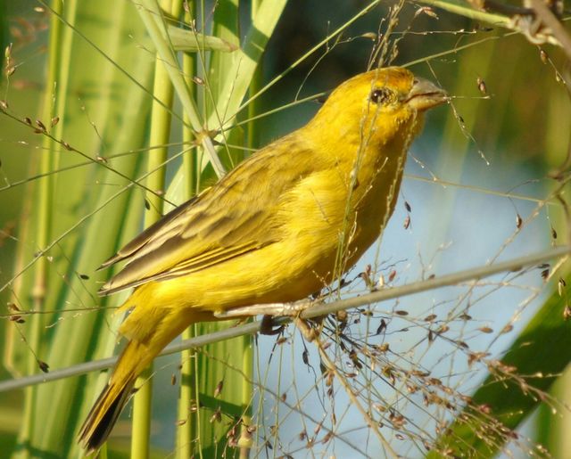 Birds