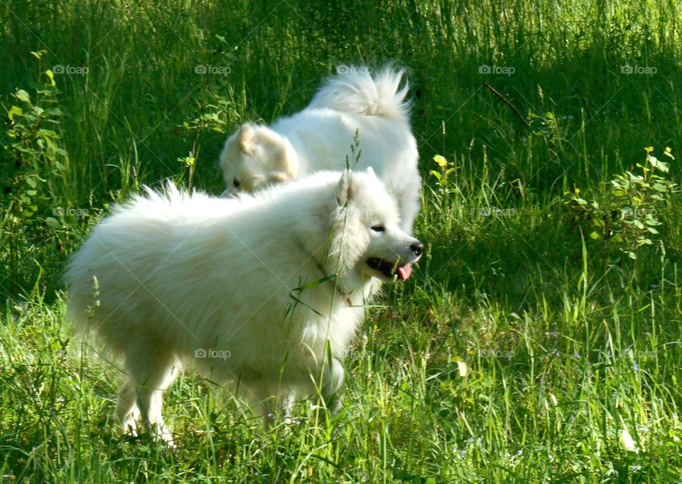 Grass, Dog, Mammal, Animal, Canine