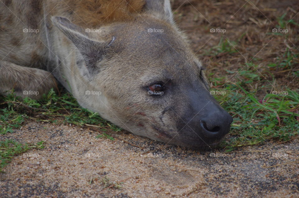 hyena after feeding