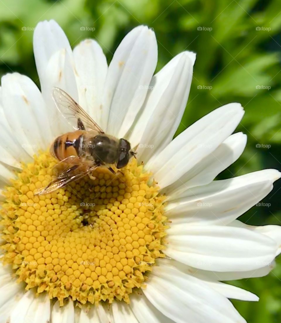Bee on a daisy