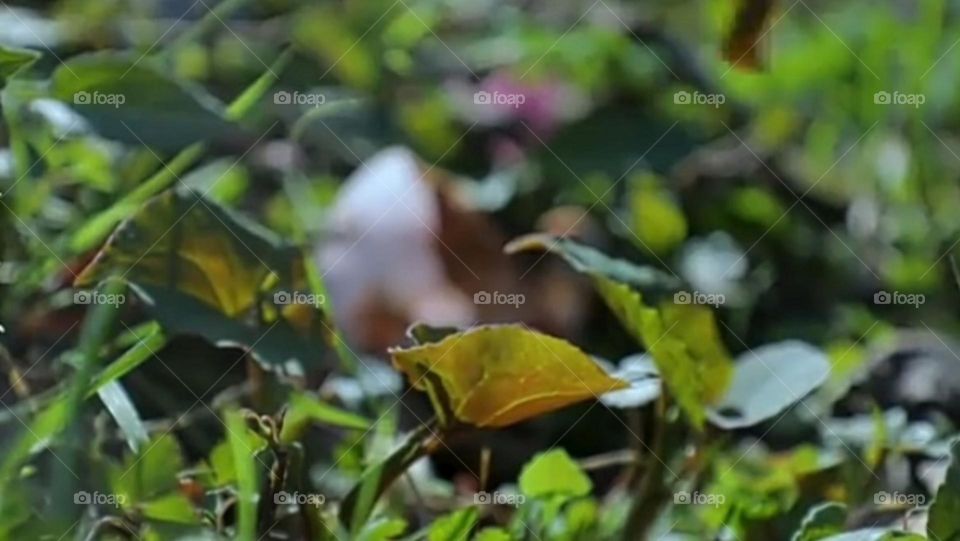 Frogs perspective of seeing the world...close up picture