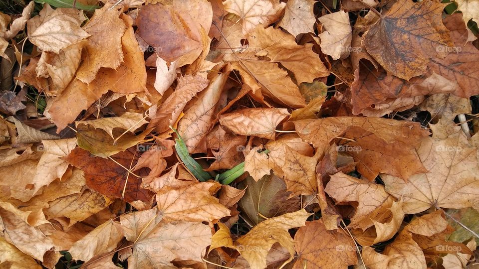 Crackling Leaves