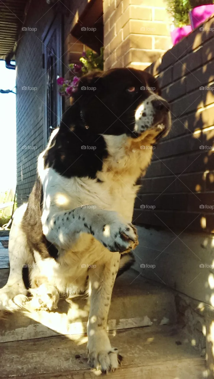 dog