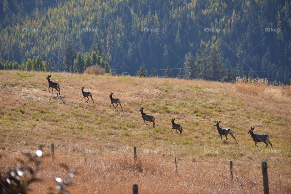 Several white tailed deer roaming the dry, grassy field. 