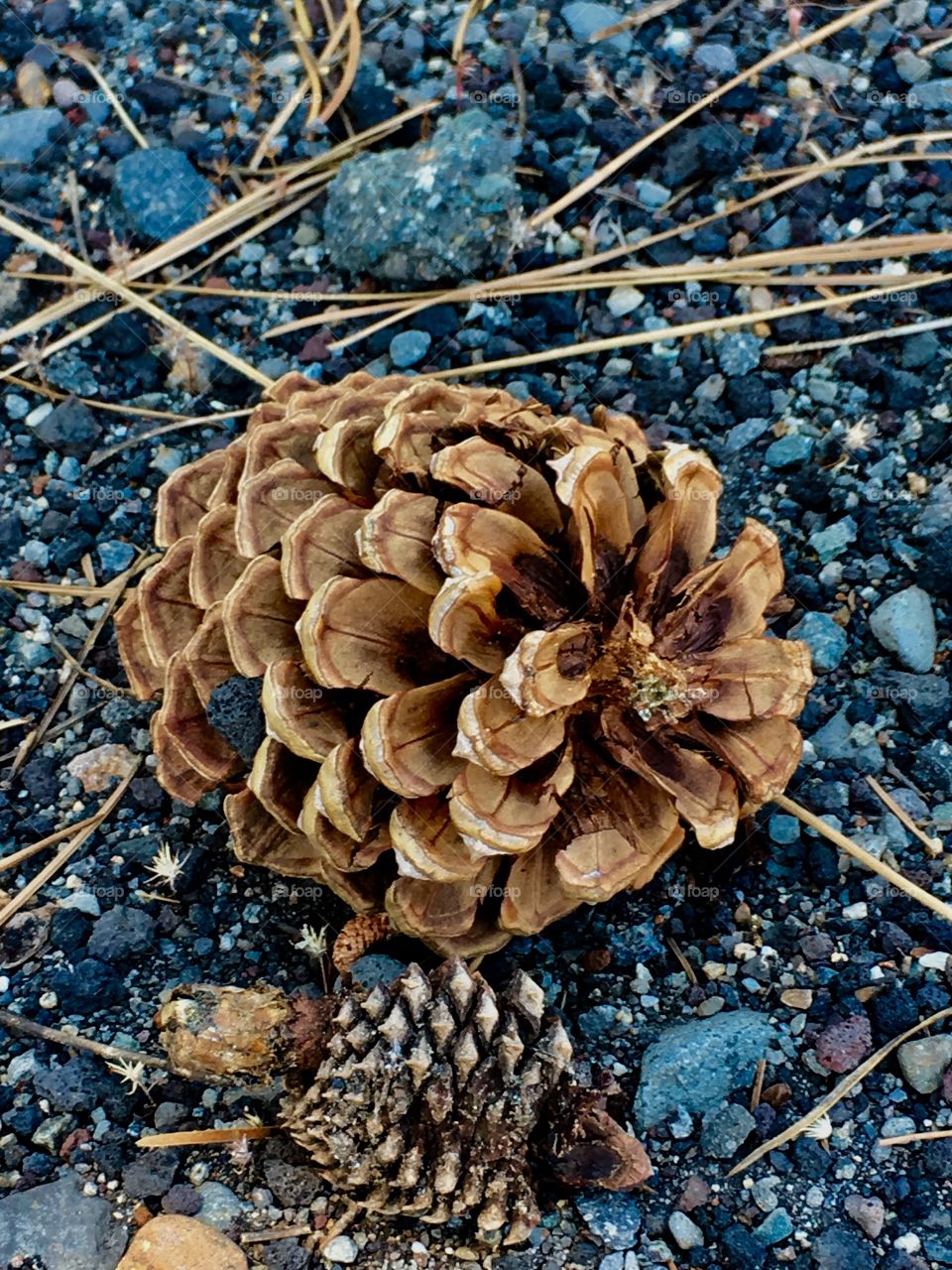 Pine cone on granite