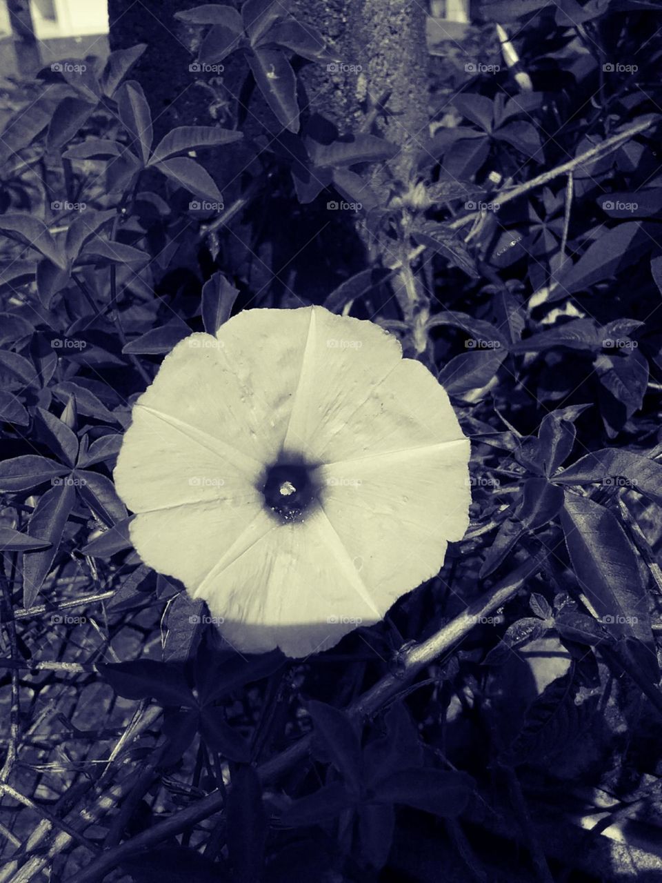 A imagem da delicadeza, quase palpável.