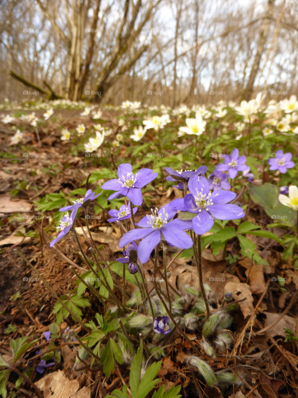 Hepatica and anemones