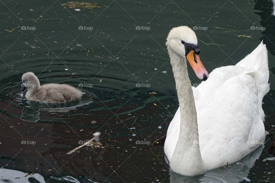 family swan