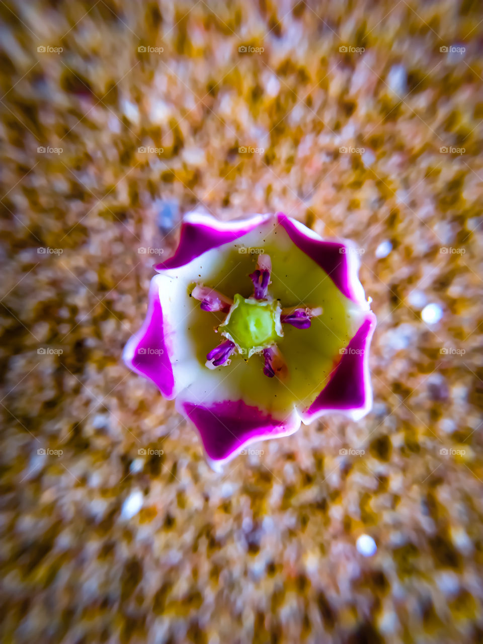 A colotropis flower blooming on a gray background