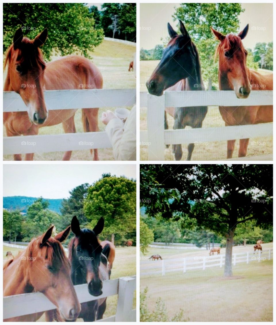 Horse Farm Virginia