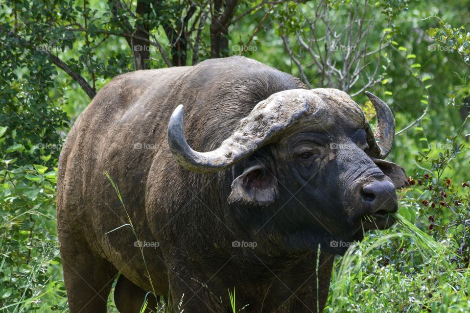 Buffalo bull in the green wilderness surrounded by green trees and long green grass