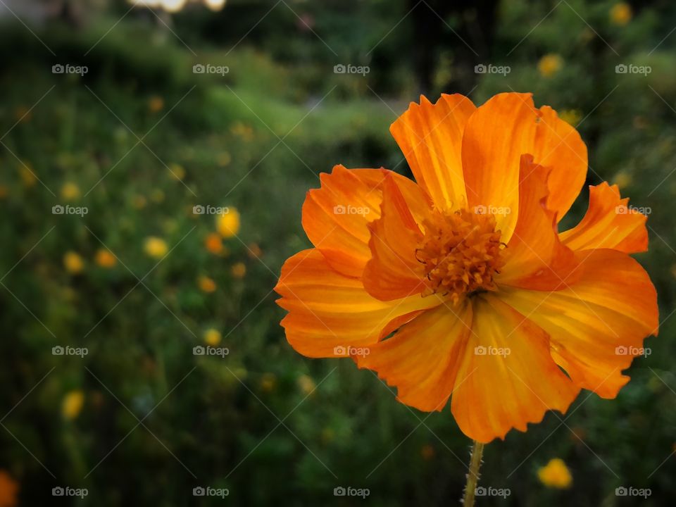 In a garden downtown, a beautiful and bright orange flower grows proud. Delicate and Exquisite.