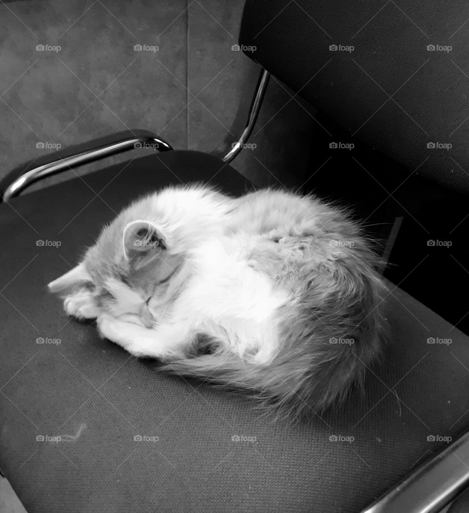 киса спит на стуле