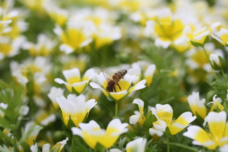 Close-up of bee pollinating on flower