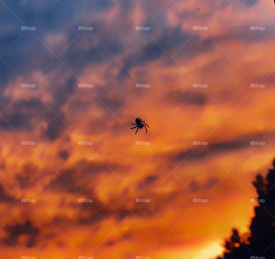 Silhouette of a spider in its web in front of the sunset—taken in Ludington, Michigan 