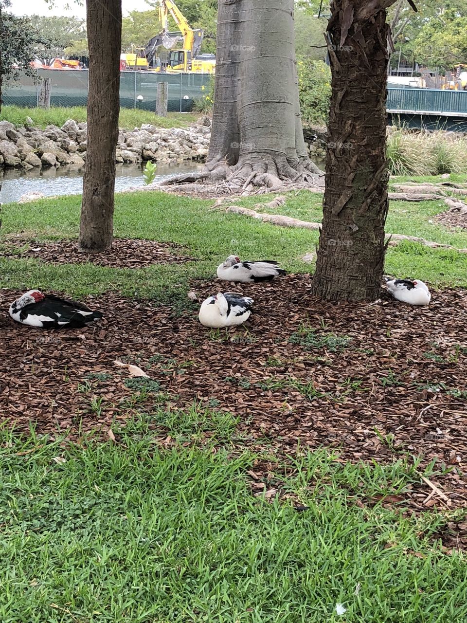 Duck family snoozing 