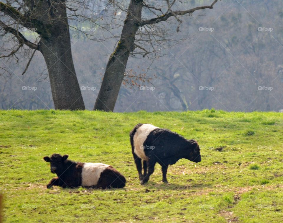 Dutch Belted Cows 