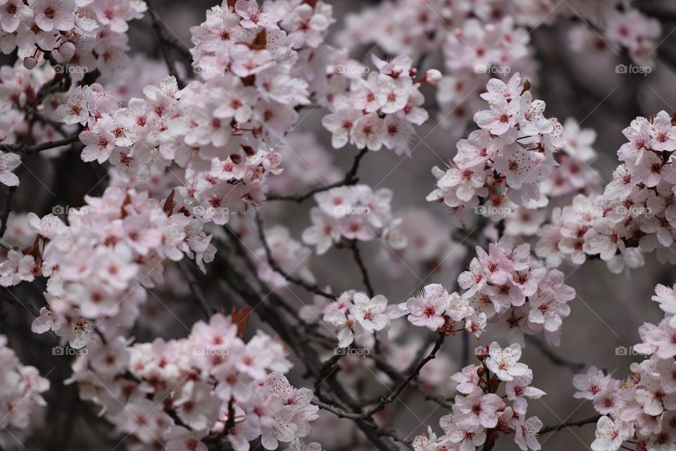 Cherry blossoms 