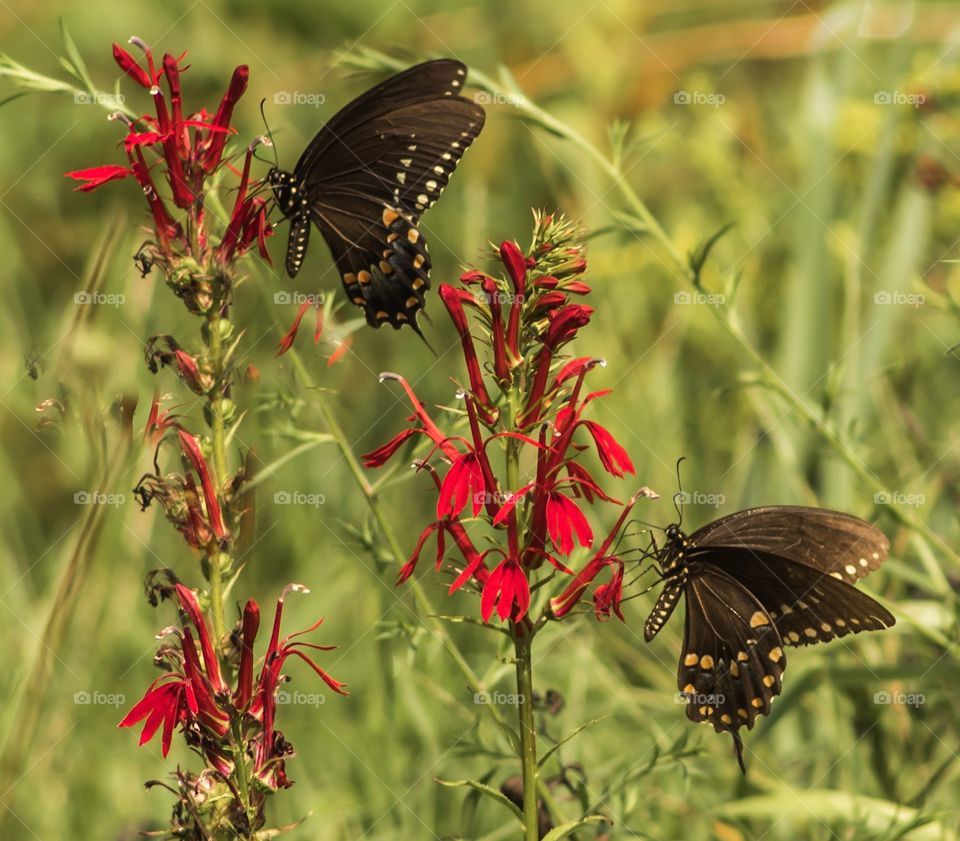 Butterfly pollinating 