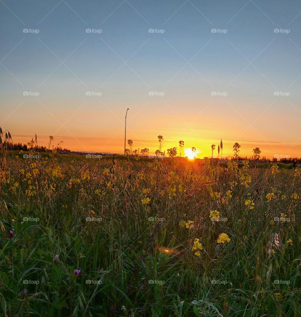 Sunset over a  field of wild flowers in the  of Sacramento