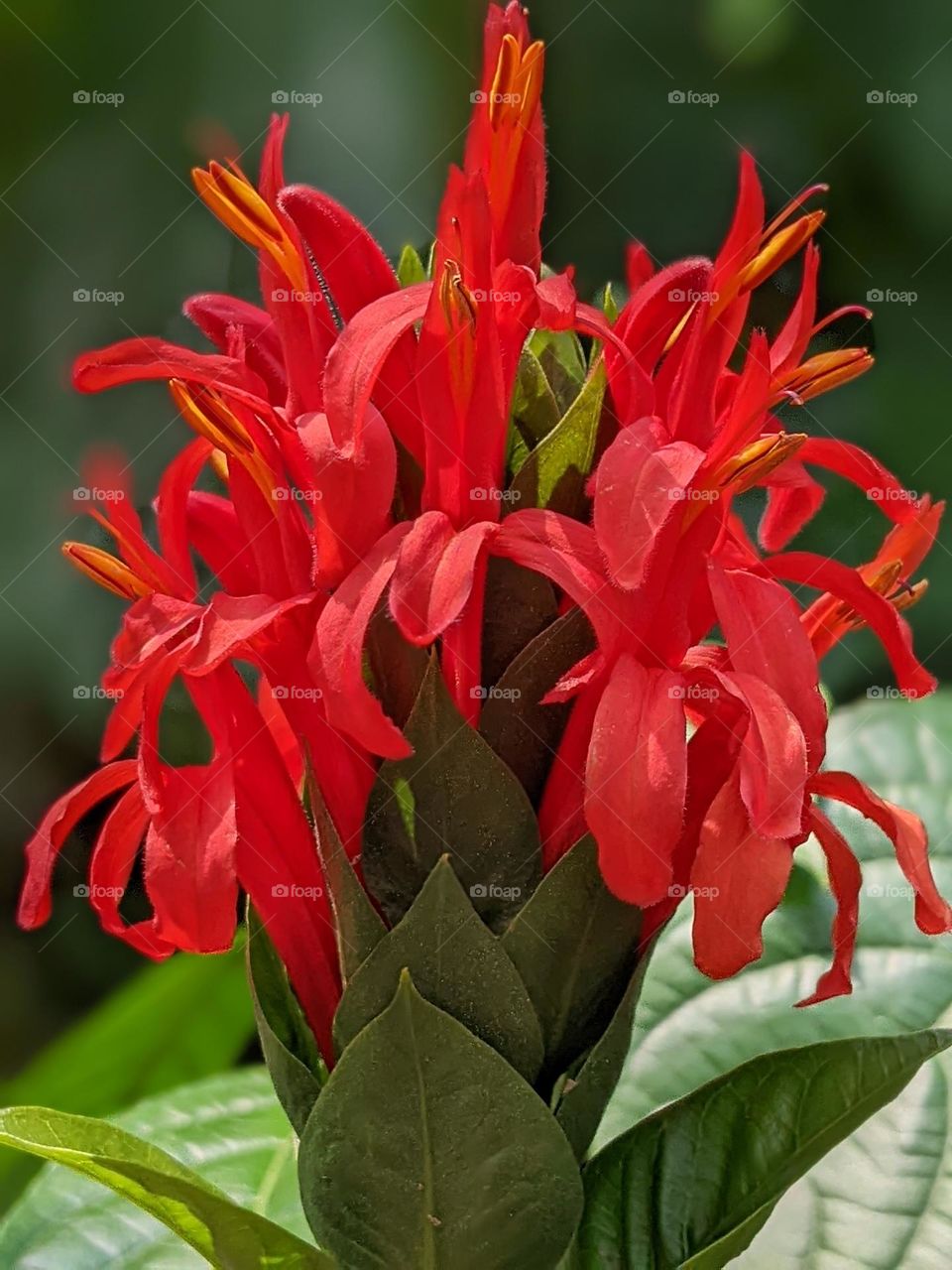 red lollipop flower or (Pachystachys coccinea)